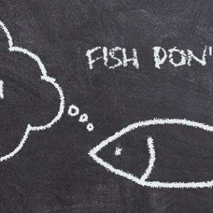 Fish Don’t Whistle Fish Don’t Whistle